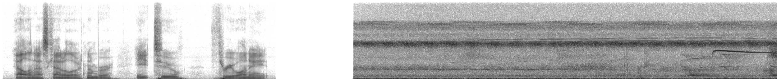 Tamatia brun - ML82318