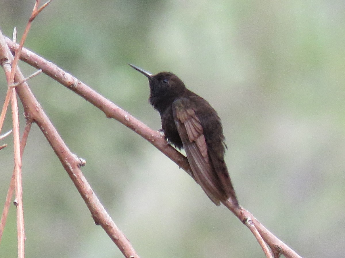 Black Metaltail - ML82318441