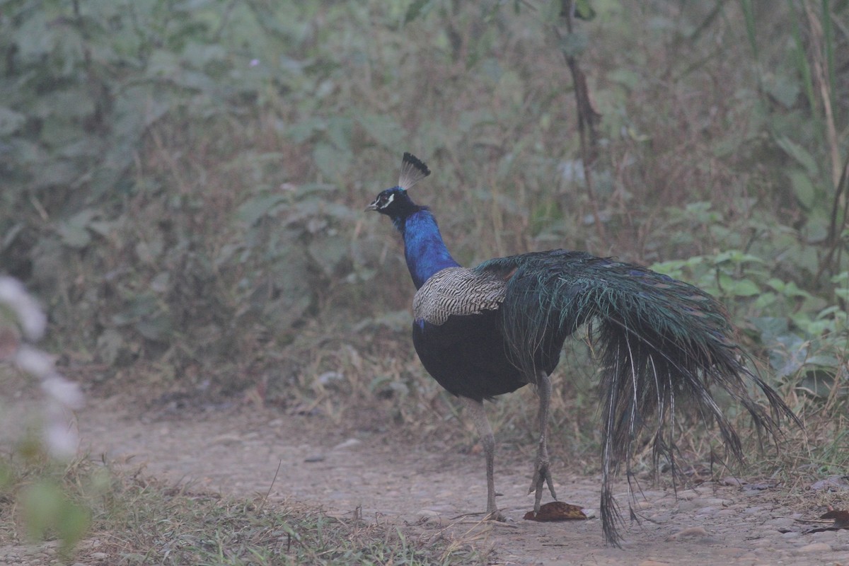 Indian Peafowl - Michael McCloy