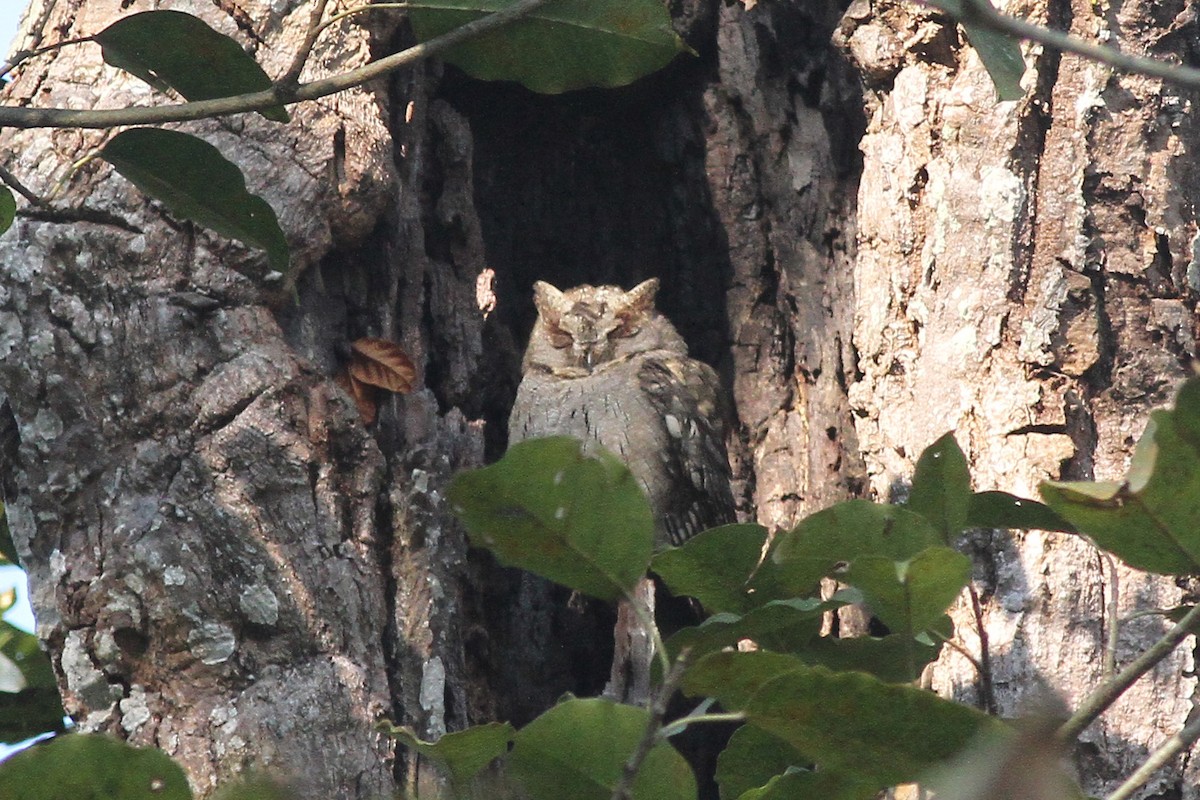 Collared Scops-Owl - ML82318641