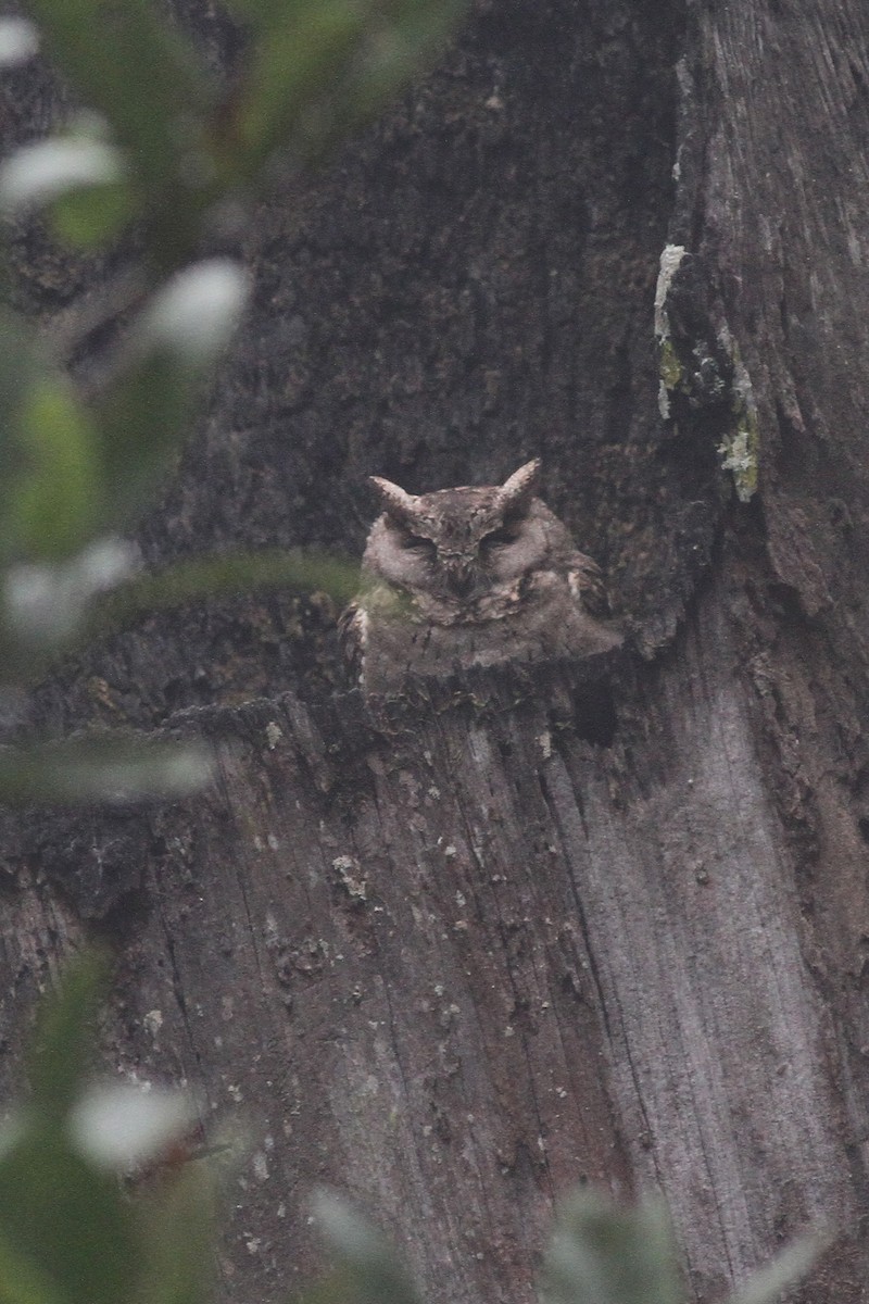 Collared Scops-Owl - ML82318651