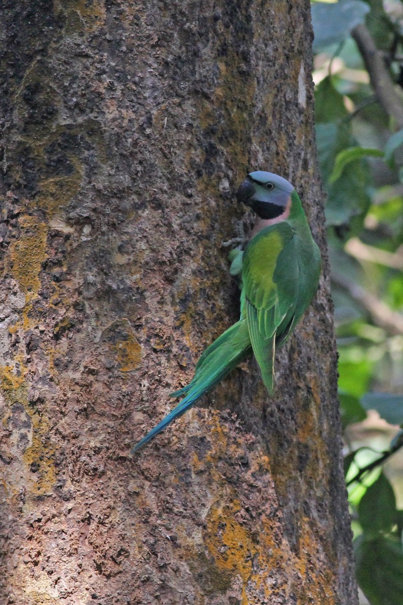 Red-breasted Parakeet - Michael McCloy