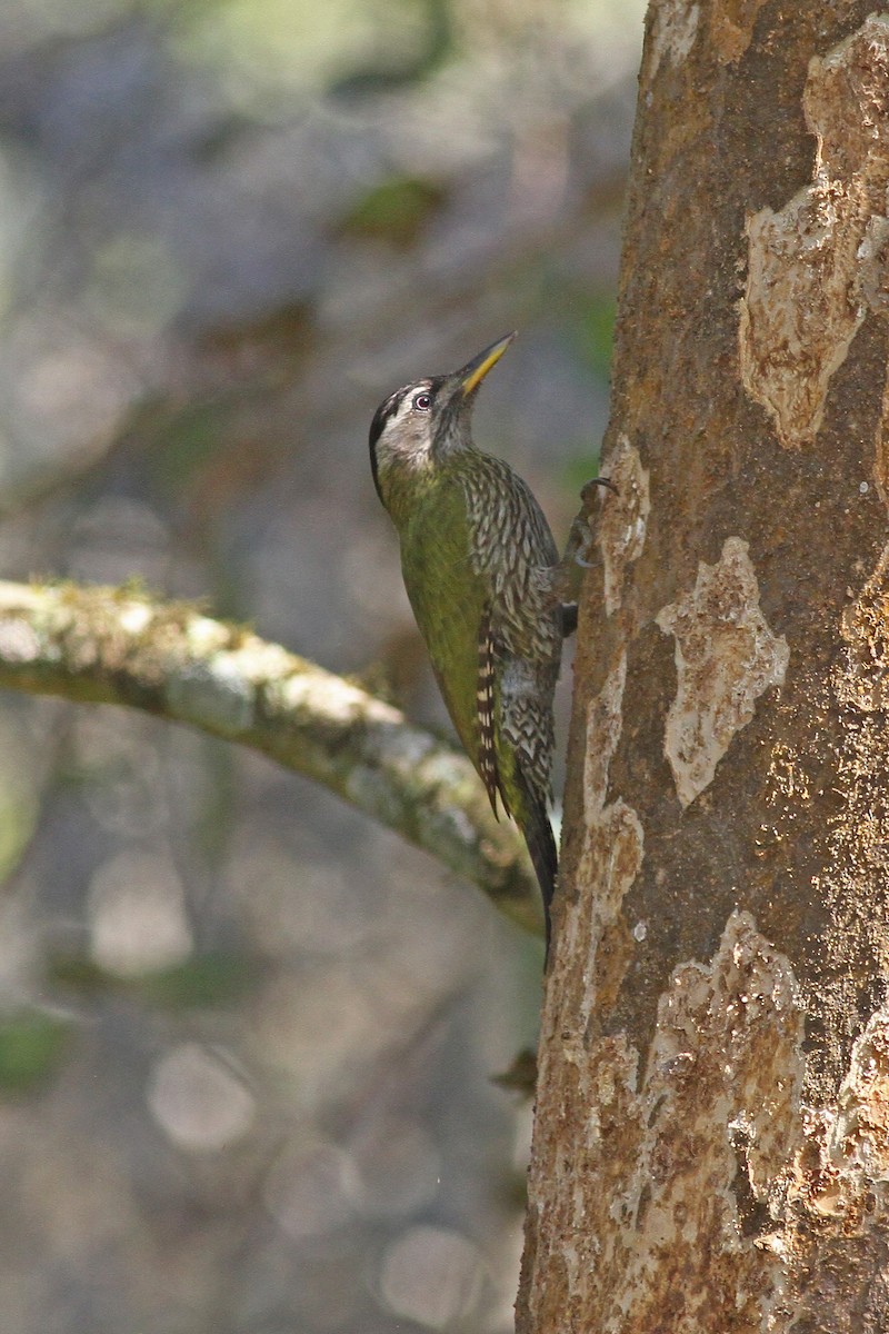 Streak-throated Woodpecker - Michael McCloy