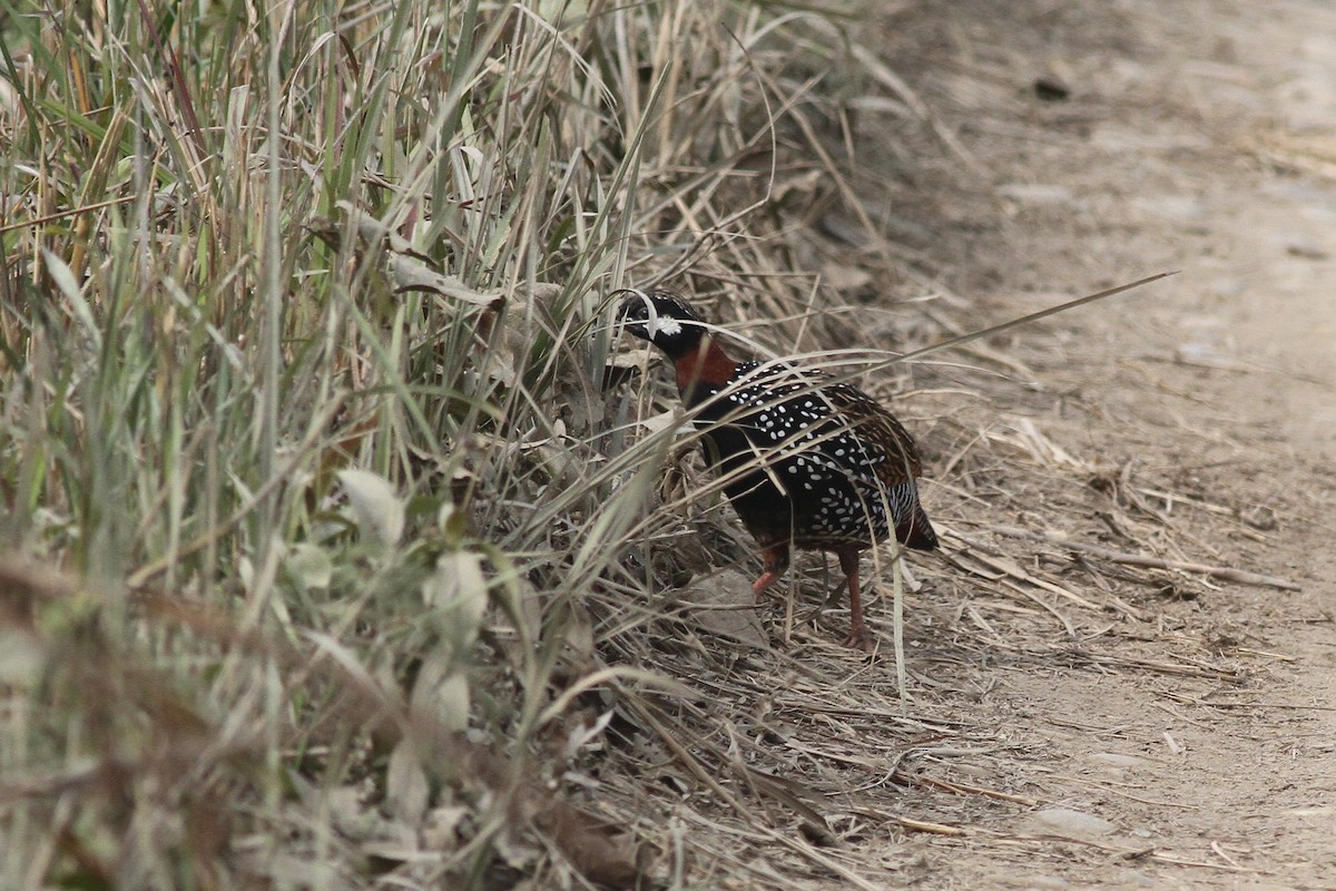 Black Francolin - ML82318831