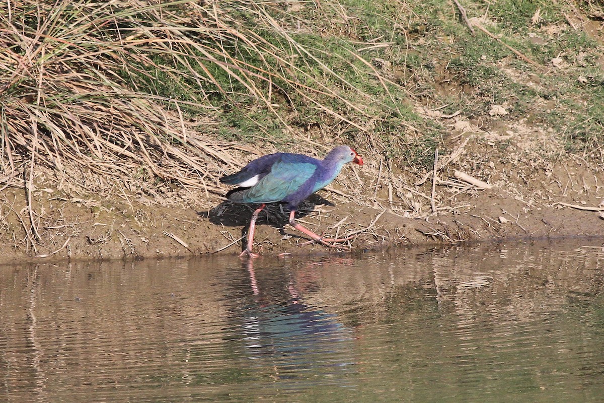 Gray-headed Swamphen - ML82318991