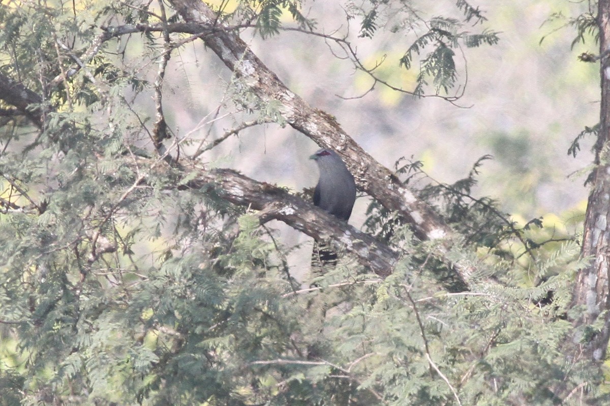 Green-billed Malkoha - Michael McCloy