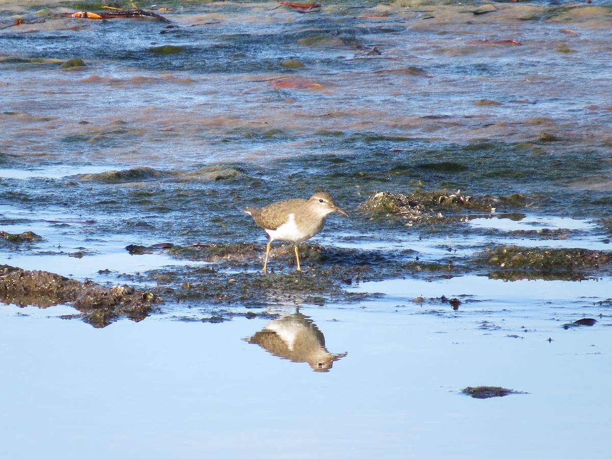 Spotted Sandpiper - ML82319301