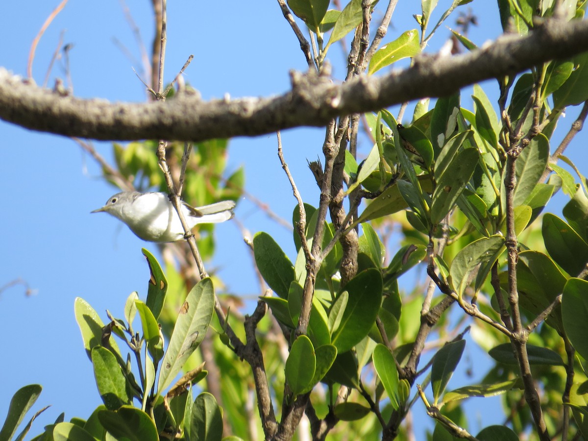 Blue-gray Gnatcatcher - ML82319511