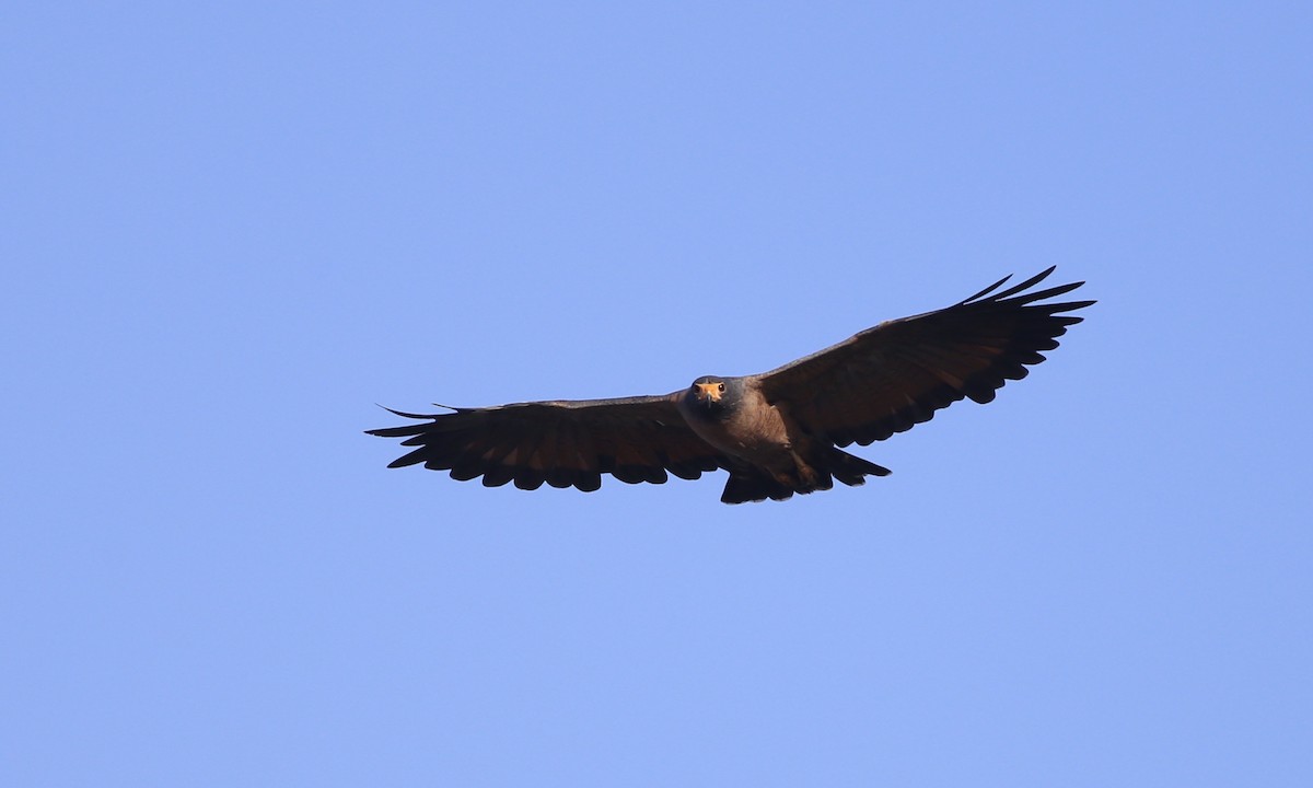 Rufous Crab Hawk - Alan Kneidel