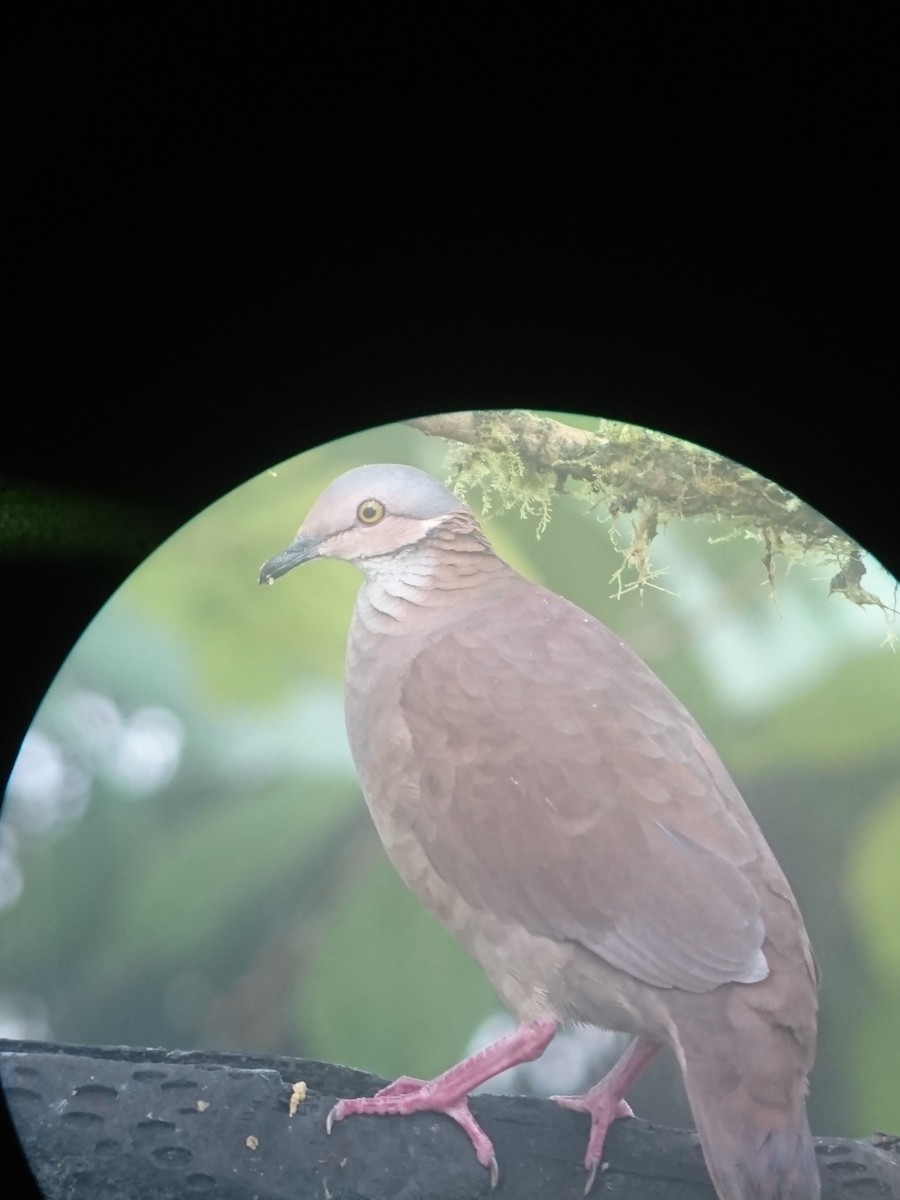 White-throated Quail-Dove - ML82320191