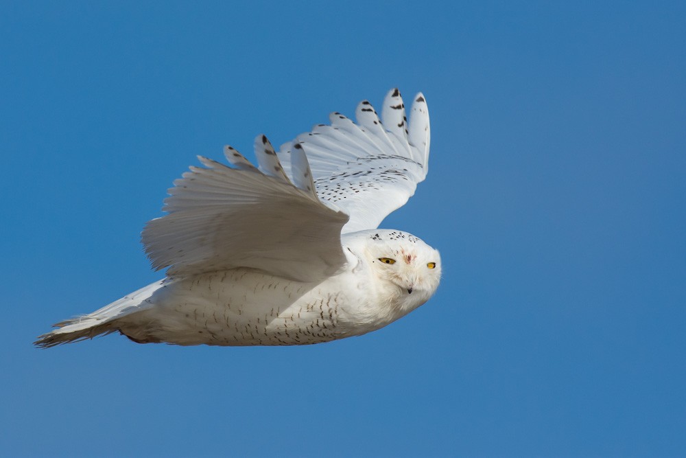 Snowy Owl - ML82322241