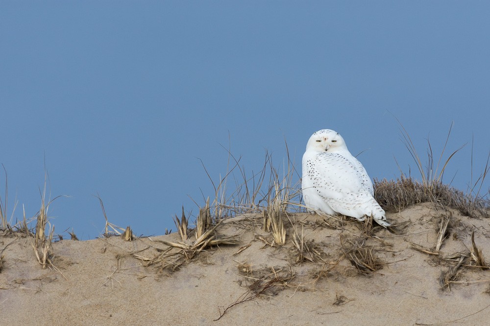 Snowy Owl - ML82322261