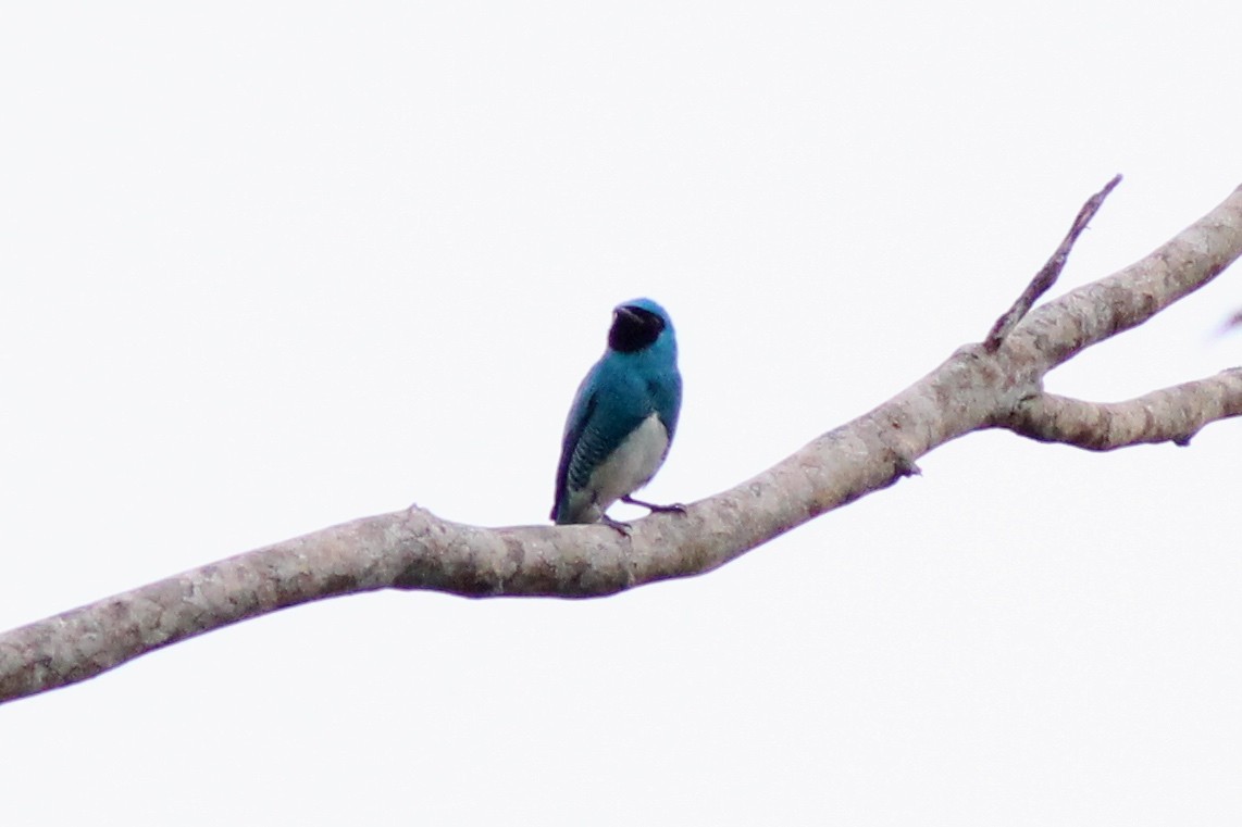 Swallow Tanager - ML82323301
