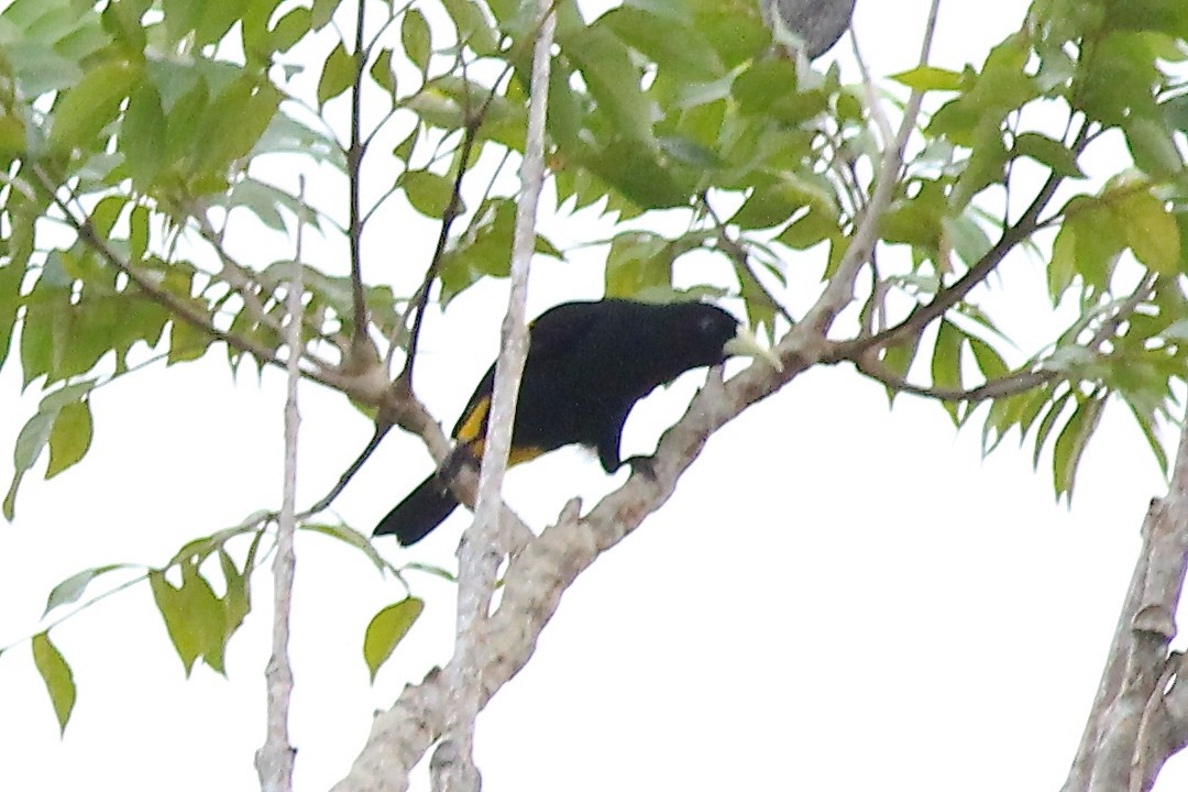 Yellow-rumped Cacique - ML82323341