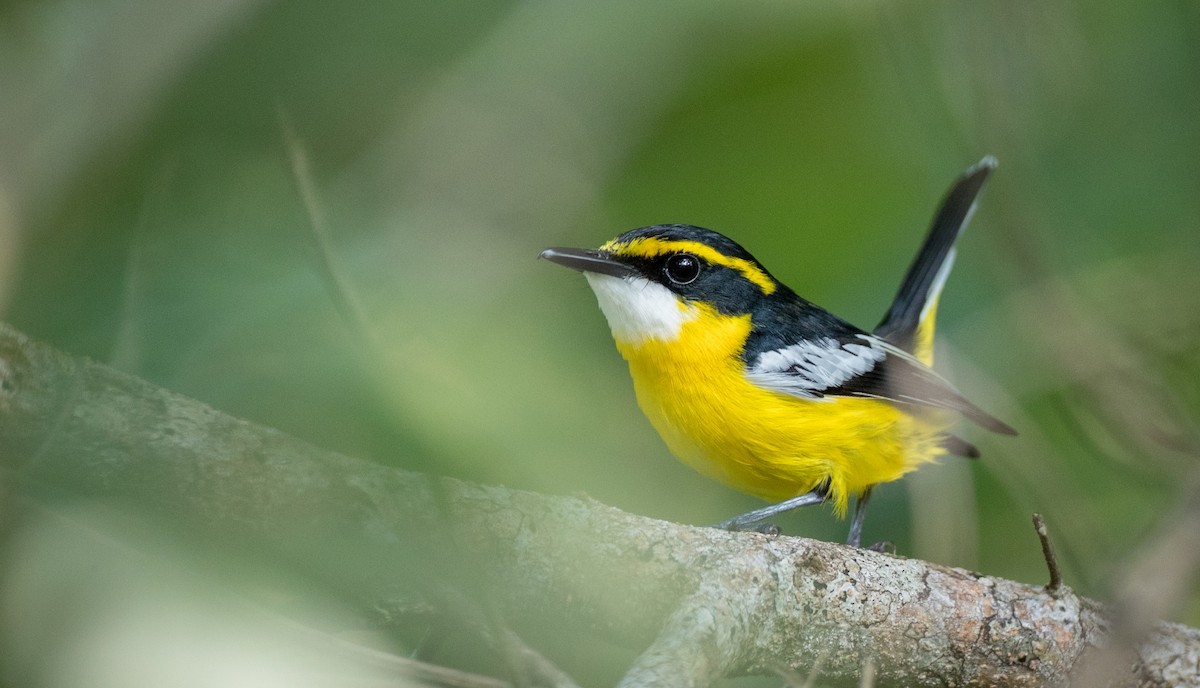 Yellow-breasted Boatbill - Ian Davies
