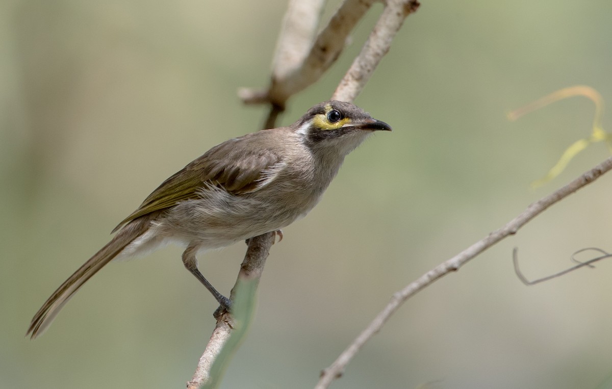 Yellow-faced Honeyeater - Ian Davies