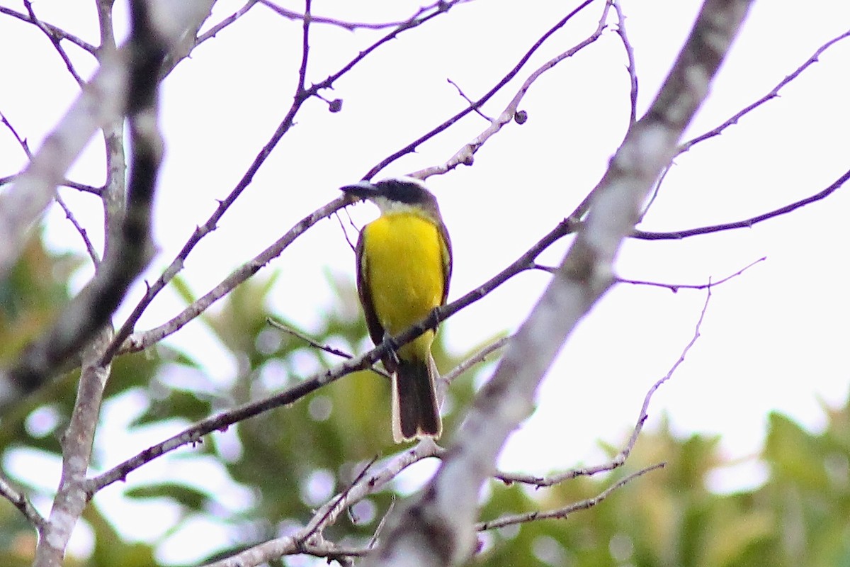 Boat-billed Flycatcher - ML82324481