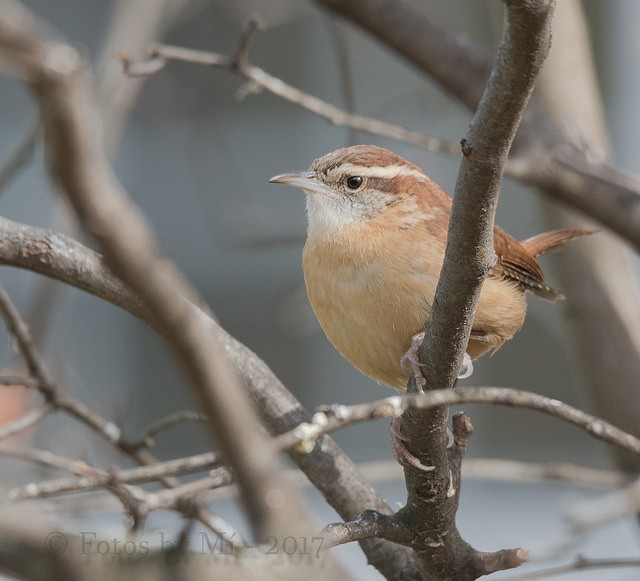 Carolina Wren - ML82325001