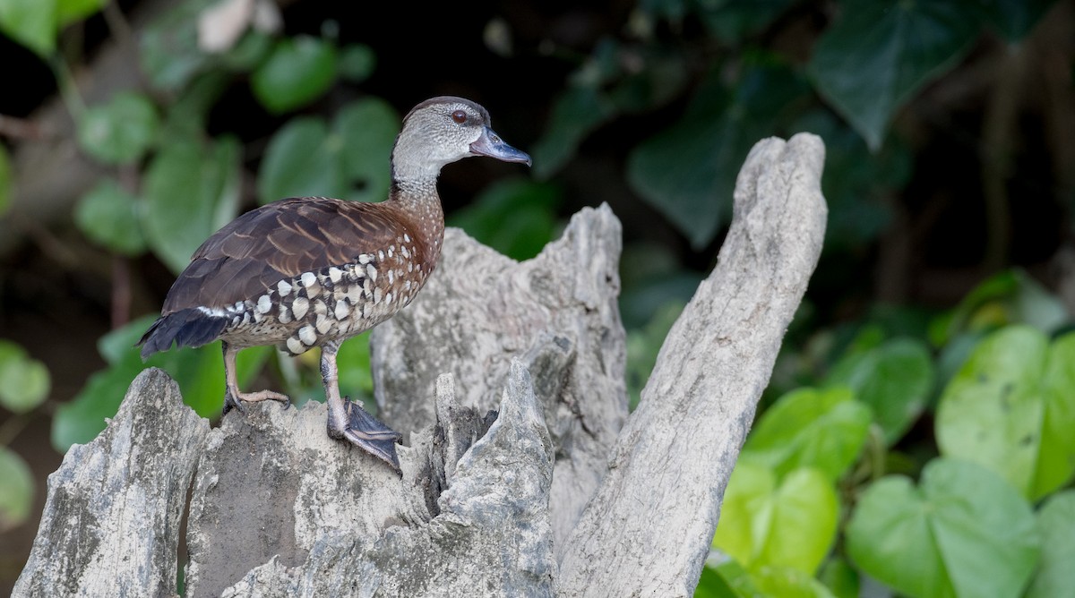 Spotted Whistling-Duck - Ian Davies