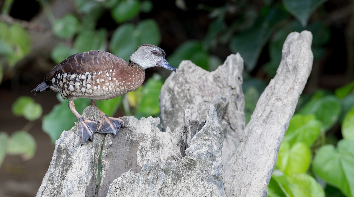 Spotted Whistling-Duck - Ian Davies