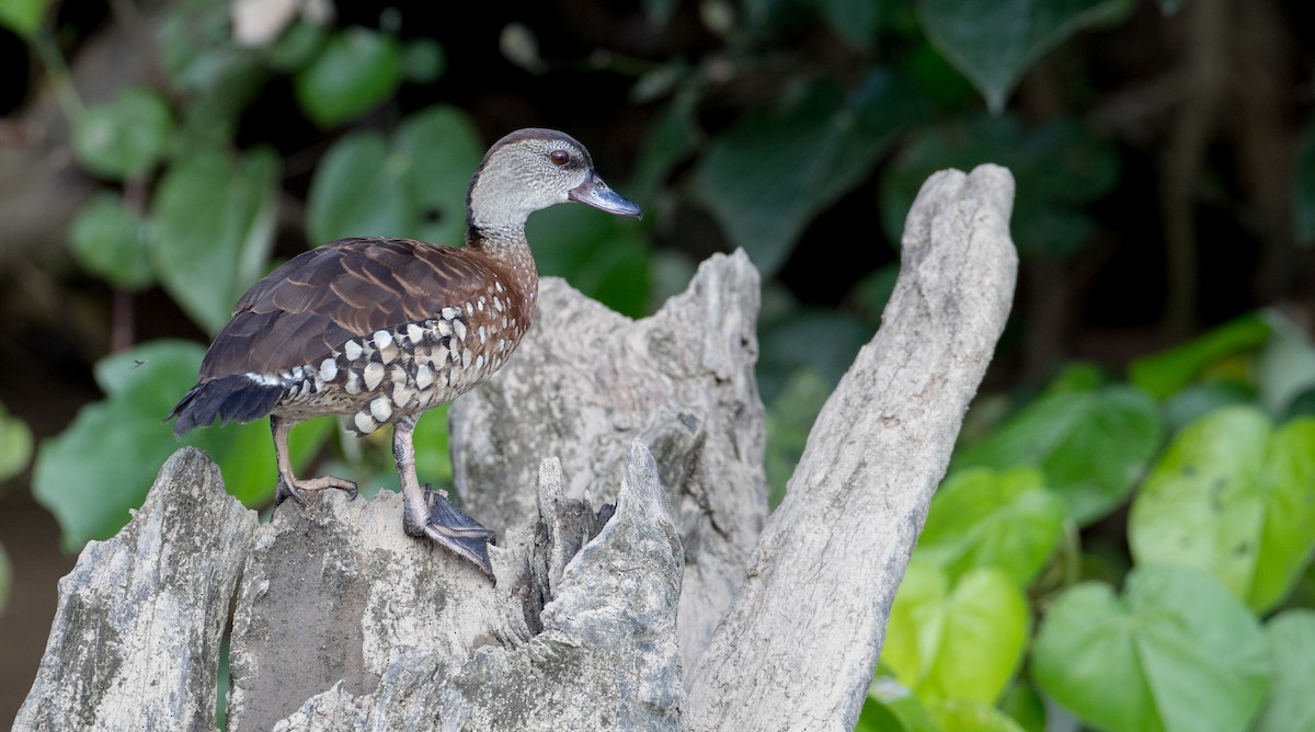 Dendrocygne tacheté - ML82325371