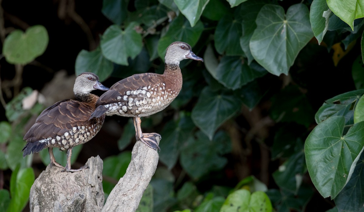 Spotted Whistling-Duck - Ian Davies