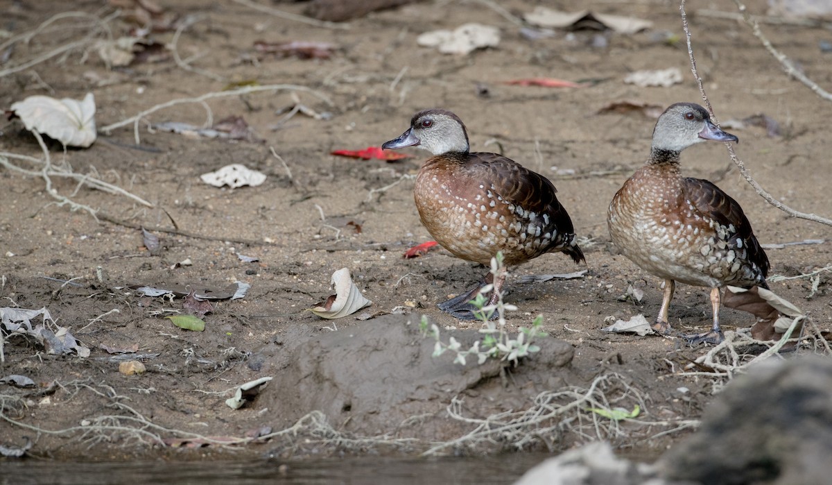 Dendrocygne tacheté - ML82325431