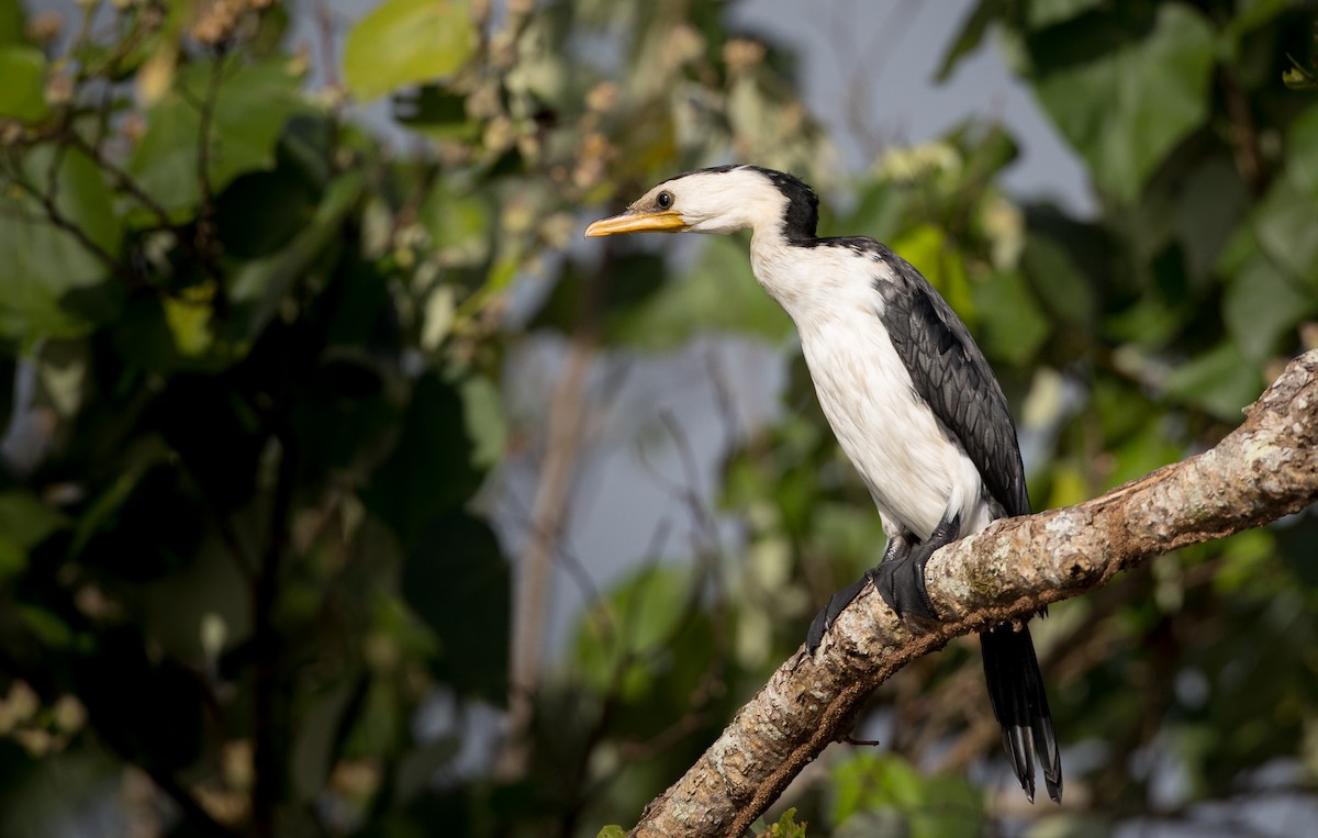 Little Pied Cormorant - ML82325601