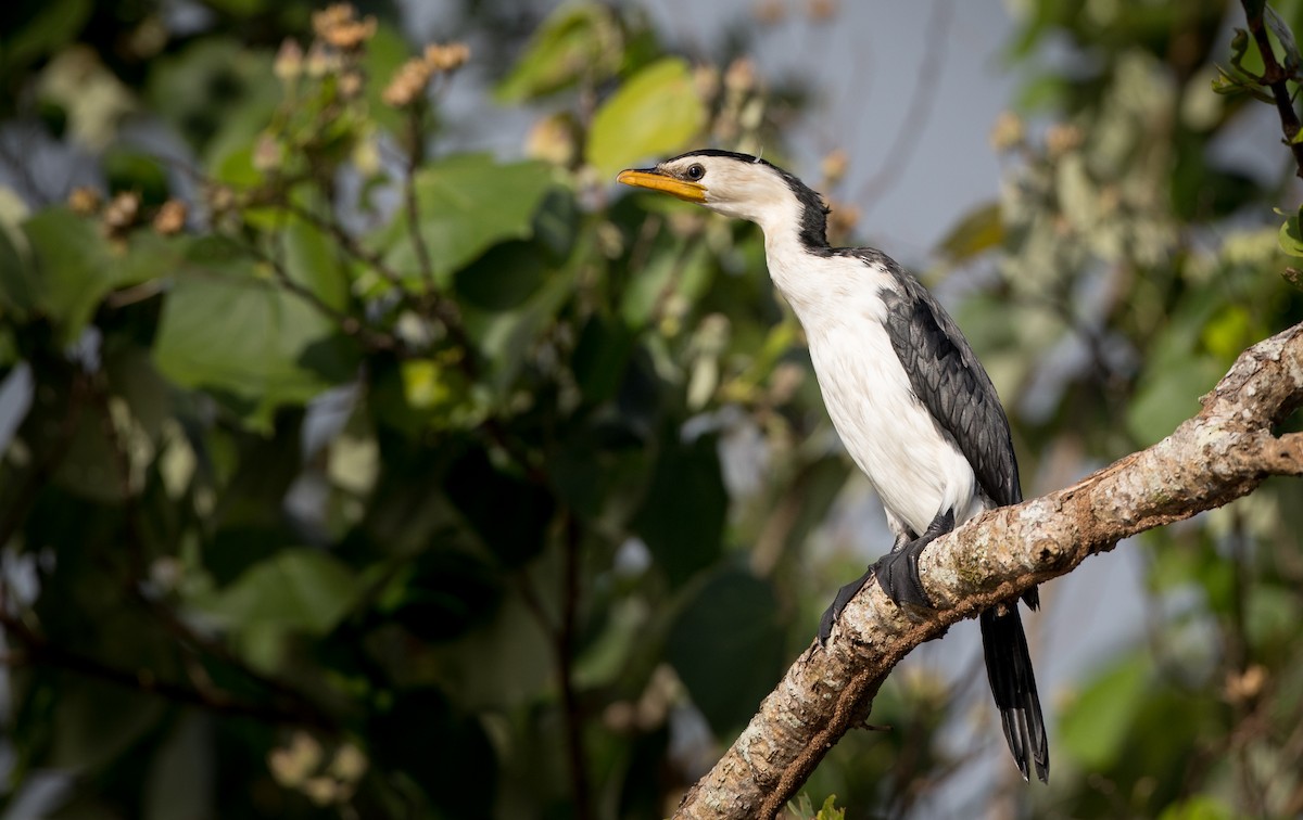 Little Pied Cormorant - ML82325611