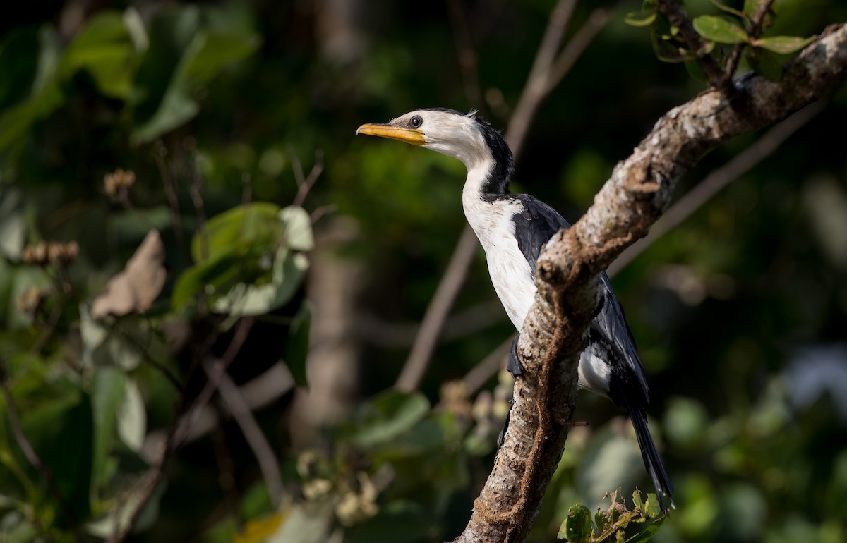 Little Pied Cormorant - Ian Davies