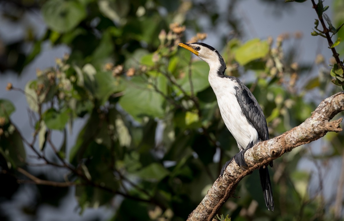 Little Pied Cormorant - ML82325641