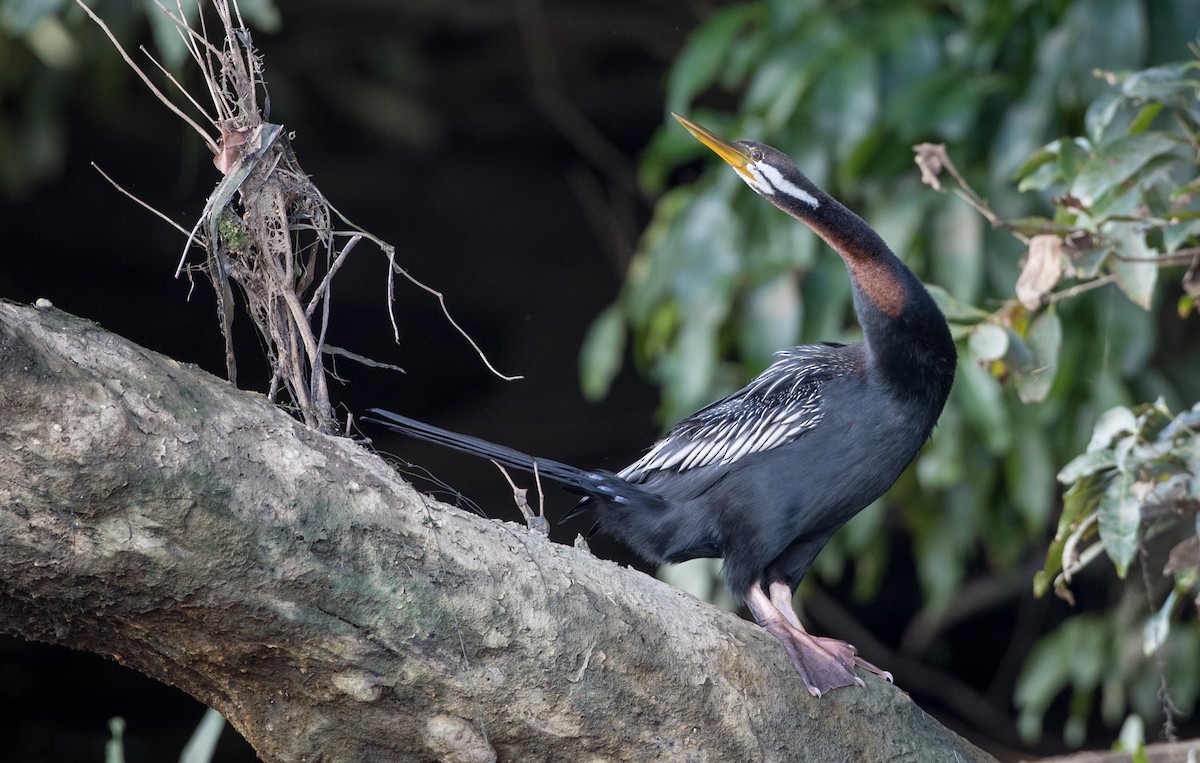 Austral-Schlangenhalsvogel - ML82325651