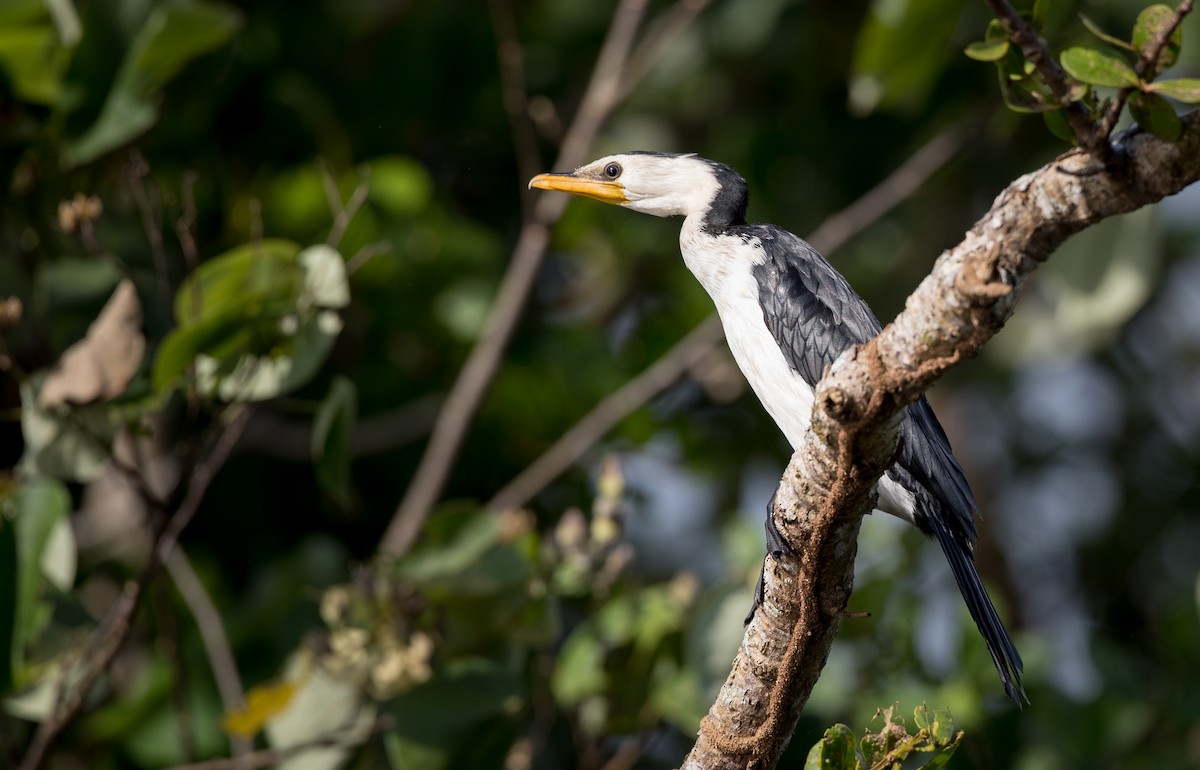 Little Pied Cormorant - ML82325661