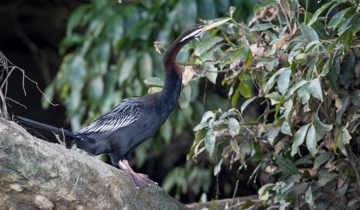 Australasian Darter - Ian Davies