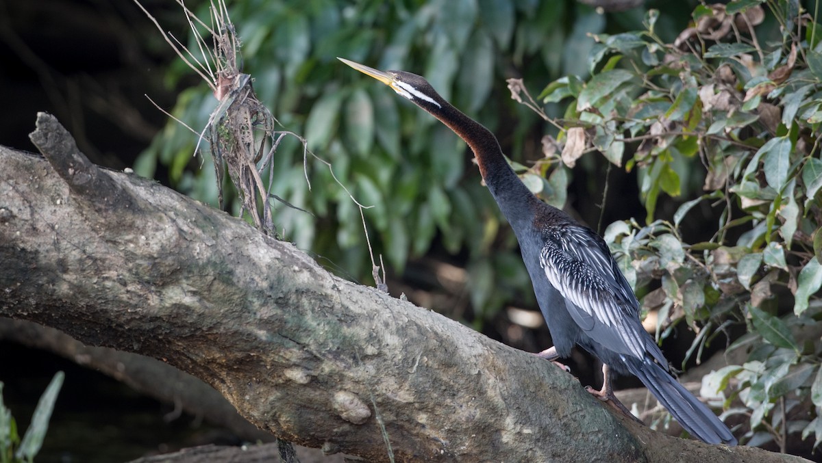 Austral-Schlangenhalsvogel - ML82325691