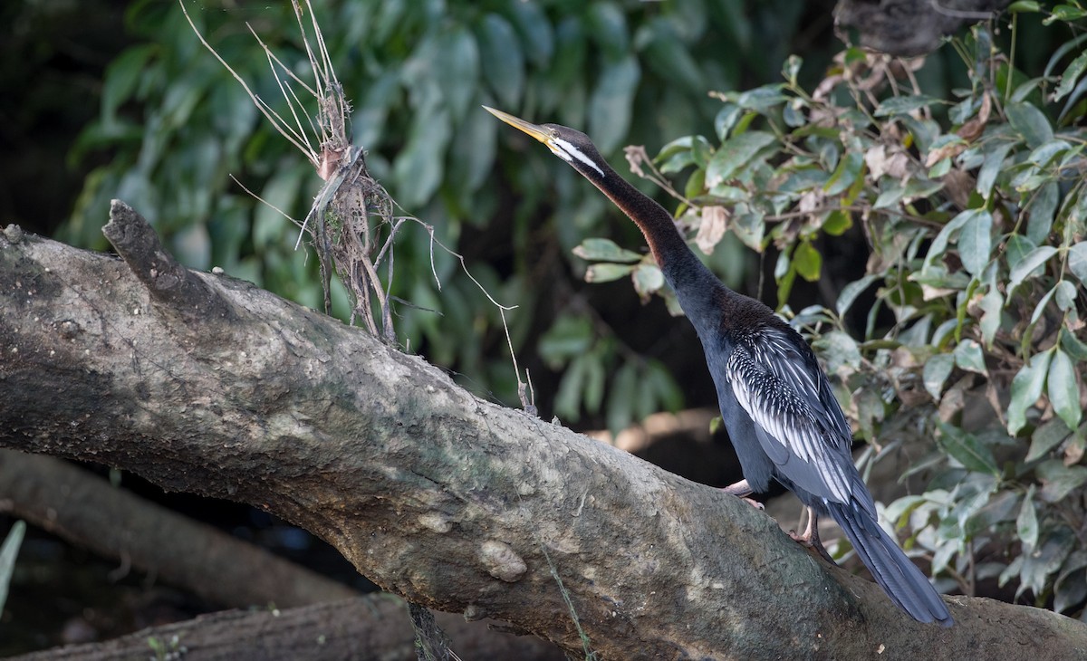 Austral-Schlangenhalsvogel - ML82325701