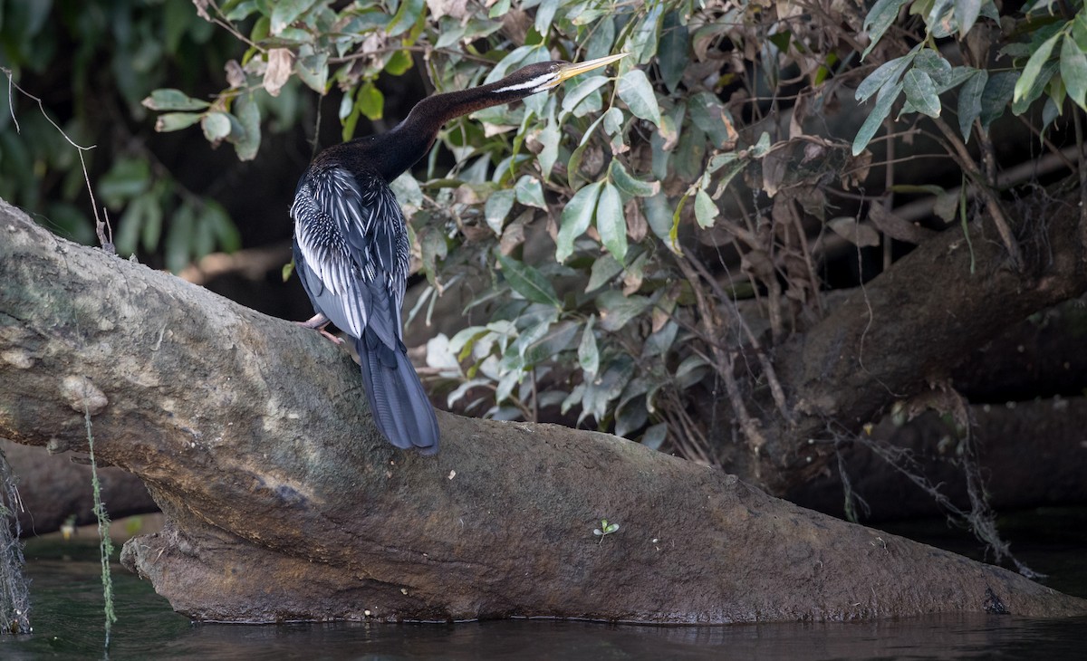 Austral-Schlangenhalsvogel - ML82325721