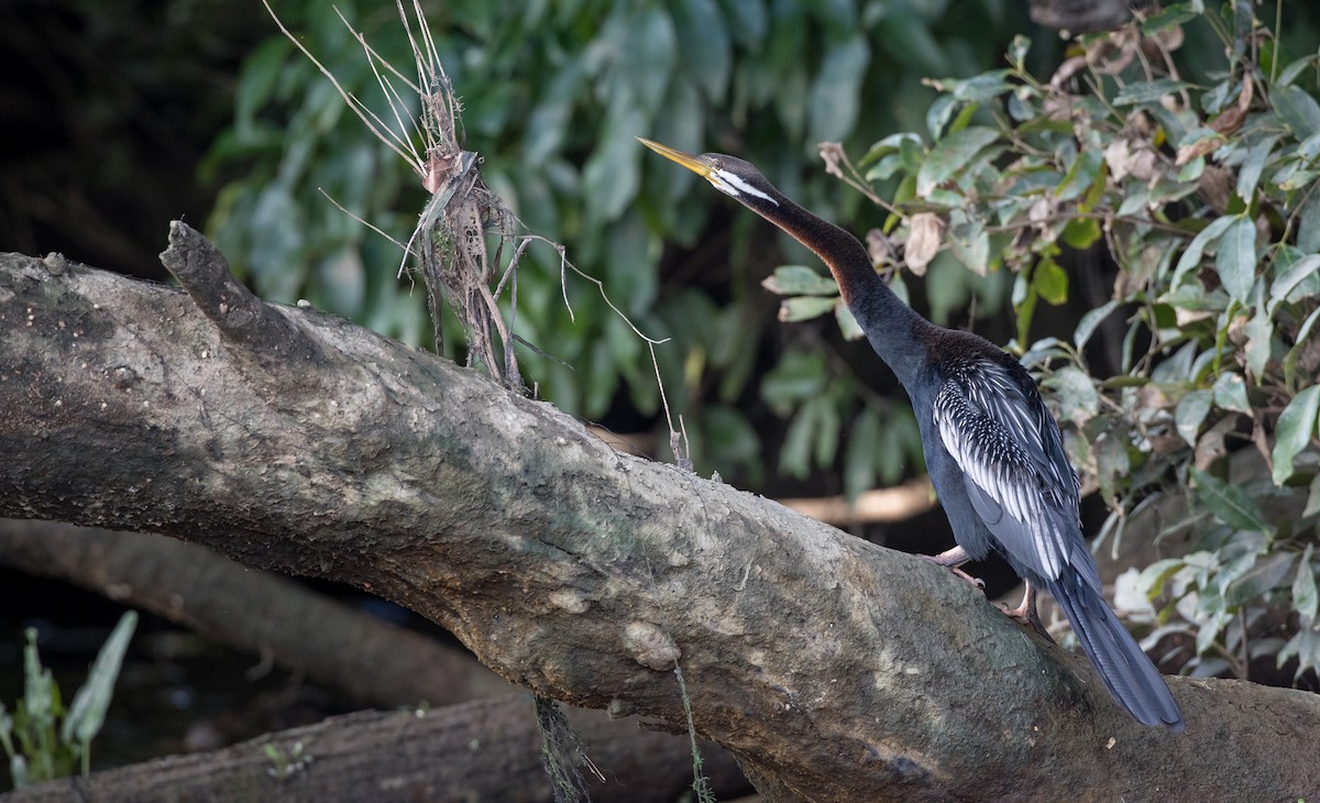 Anhinga Australiana - ML82325751