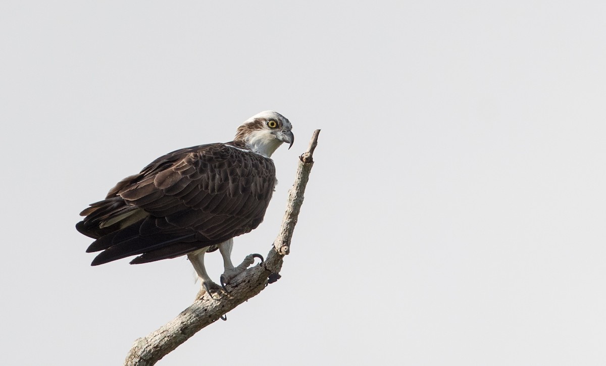 Águila Pescadora (Australia) - ML82325871