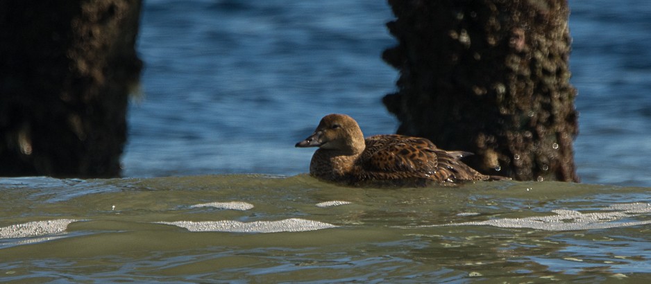 King Eider - Aija Konrad