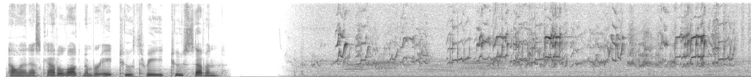 lori mošusový - ML82327