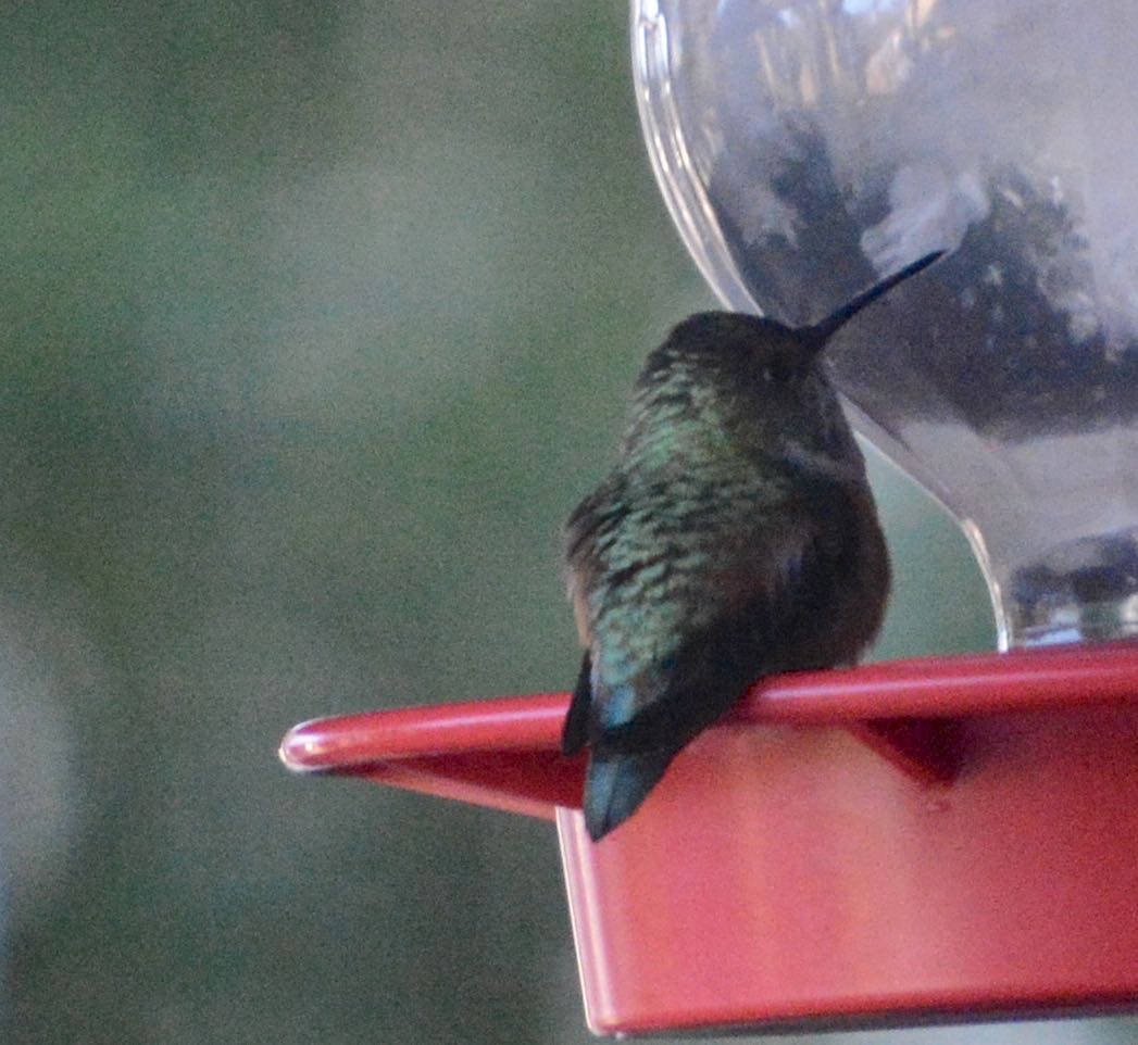 Rufous Hummingbird - ML82328611