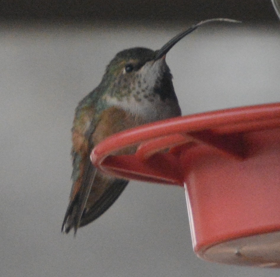 Rufous Hummingbird - ML82329231