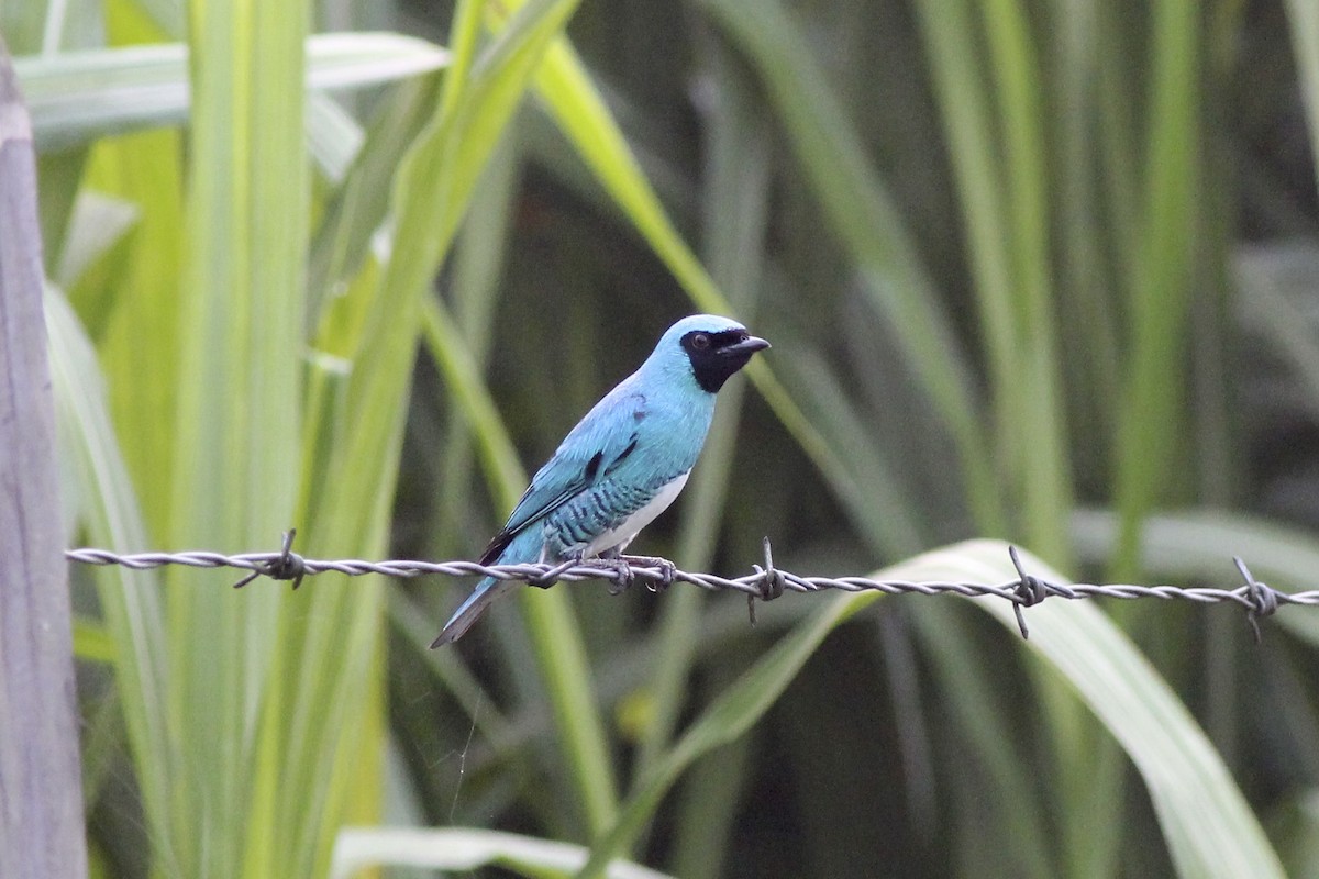 Swallow Tanager - ML82330381