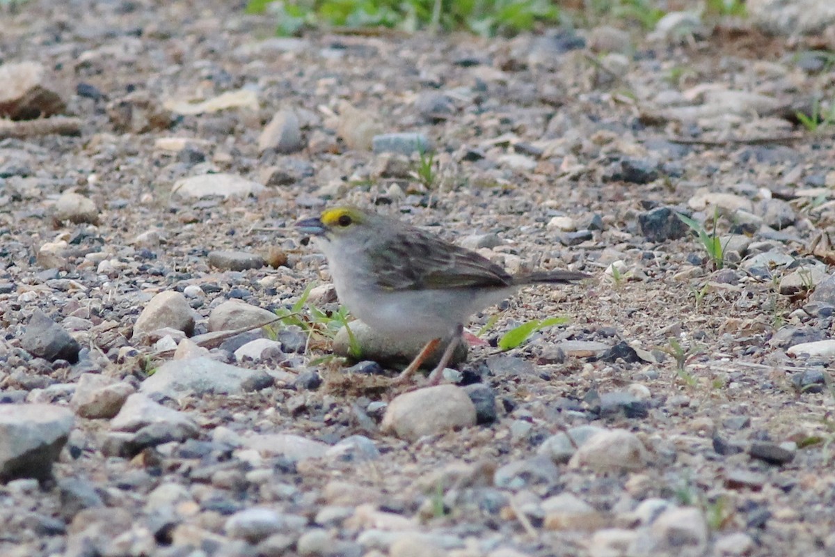 Yellow-browed Sparrow - ML82330421