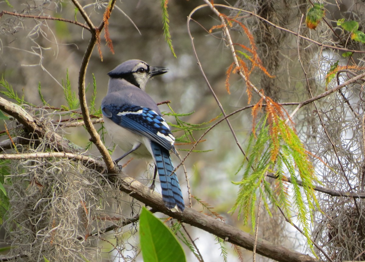 Chara Azul - ML82330521