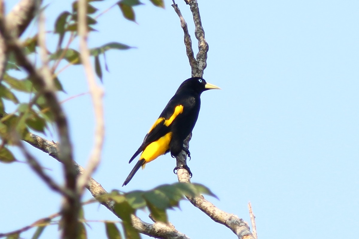 Yellow-rumped Cacique - ML82330591
