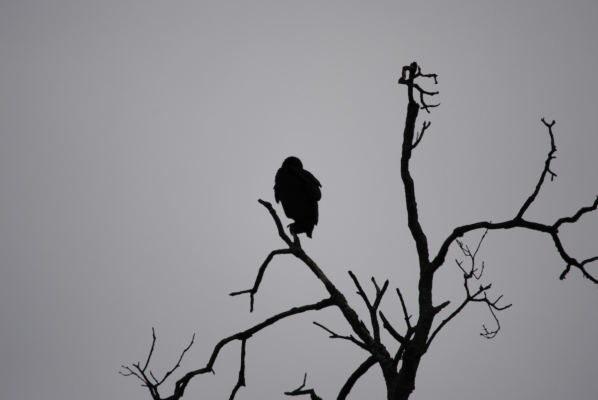Black Vulture - ML82330611