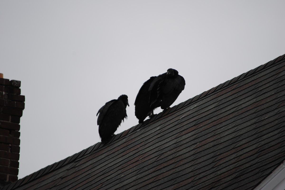 Black Vulture - ML82330621