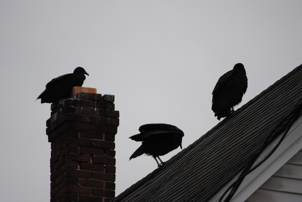 Black Vulture - ML82330631